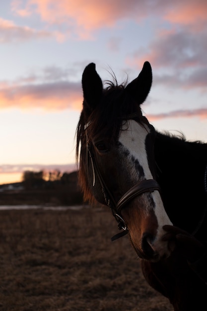 Foto gratuita siluetta elegante del cavallo contro il cielo dell'alba