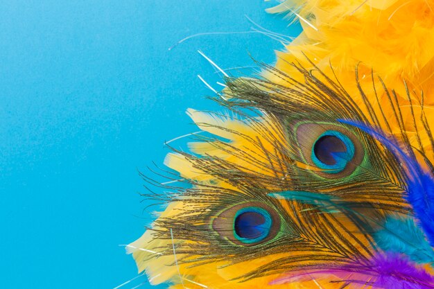 Elegant peacock feathers with close-up