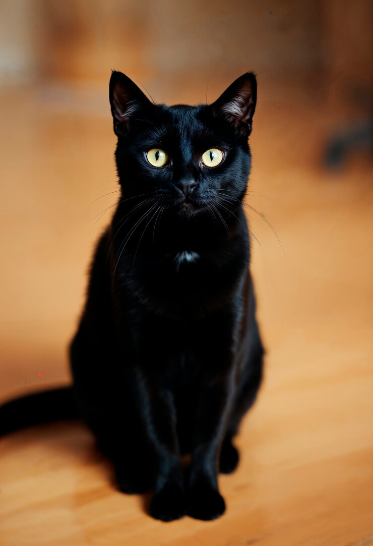 Free Photo elegant portrait of black cat indoors