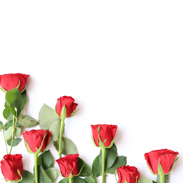エレガントな赤いバラ多目的花の背景