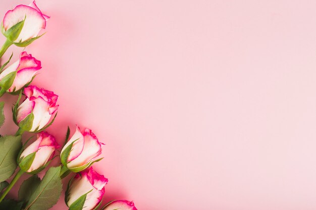 Elegant roses on pink