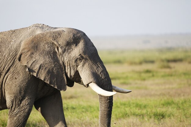 Elephant in Amboseli National Park, Kenya, Africa