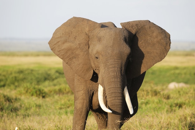 Free photo elephant in amboseli national park, kenya, africa