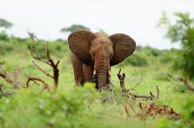 Слон покрытый грязью среди бревен дерева на поле покрытом травой