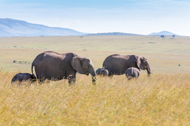 Free photo elephant family walking in the savanna