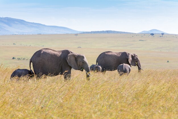 サバンナを歩く象の家族