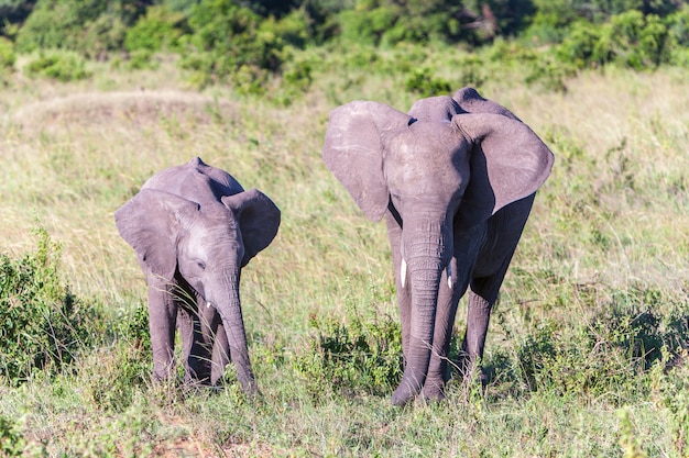 Elephant family walking in the savanna