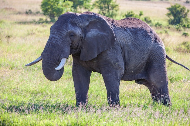 Famiglia dell'elefante che cammina nella savana