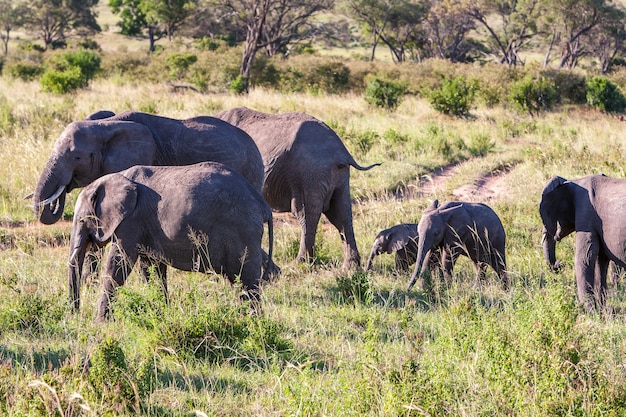 Семья слонов гуляет в саванне