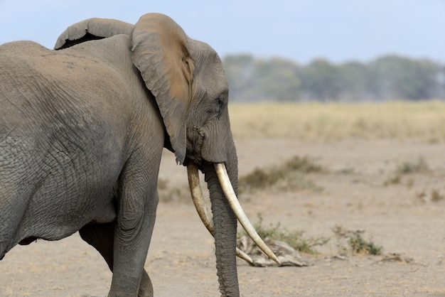 Слон в национальном парке кении, африка