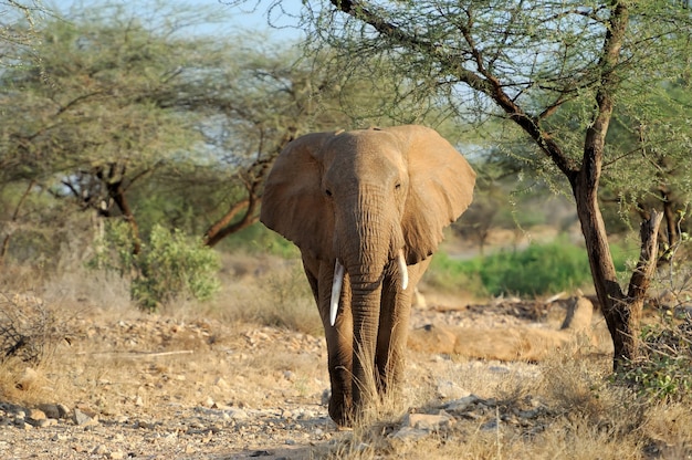 Слон в дикой природе - национальный парк кении