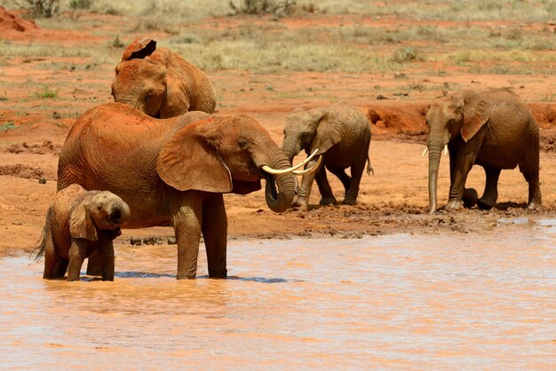 아프리카 케냐 국립 공원의 코끼리