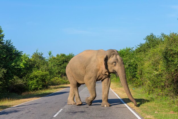 Elephant on road
