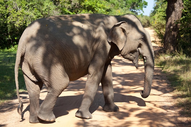 Free photo elephant on sri lanka