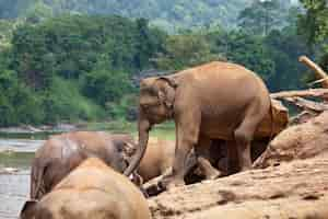 Free photo elephant on sri lanka