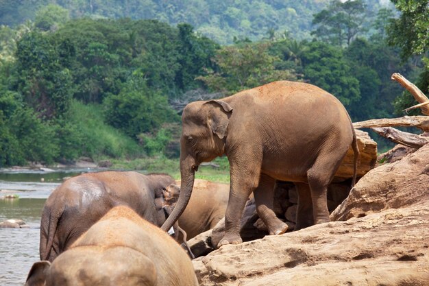 스리랑카의 코끼리