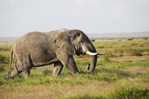 ケニアのアンボセリ国立公園の緑の野原を歩く象