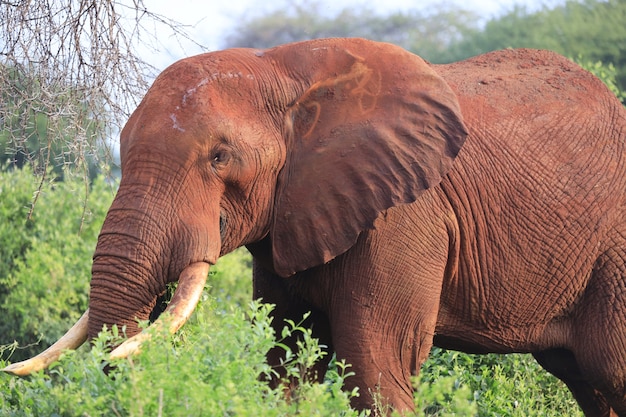 Elefante che cammina nel parco nazionale orientale di tsavo, kenya, africa