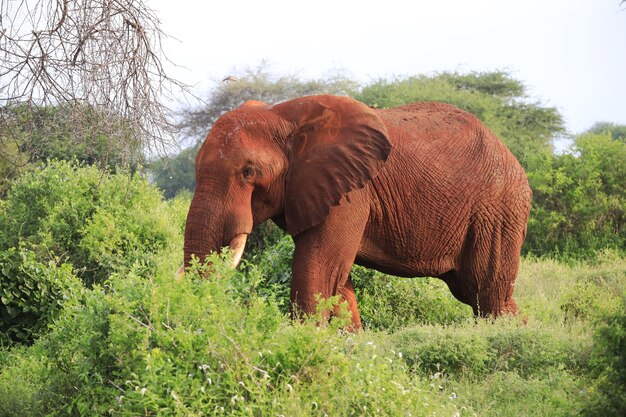ツァボイースト国立公園、ケニア、アフリカを歩く象