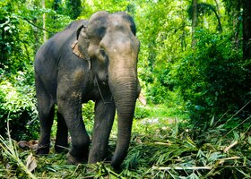 elephant working in the forest, kerala, india.