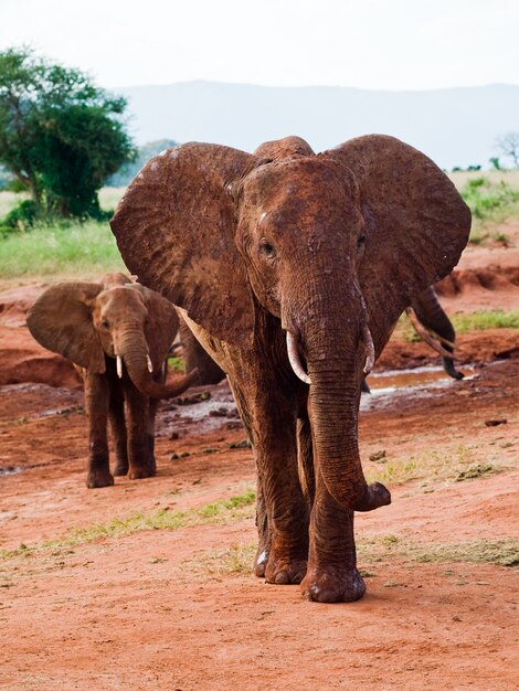 Premium Photo | Elephants african savannah