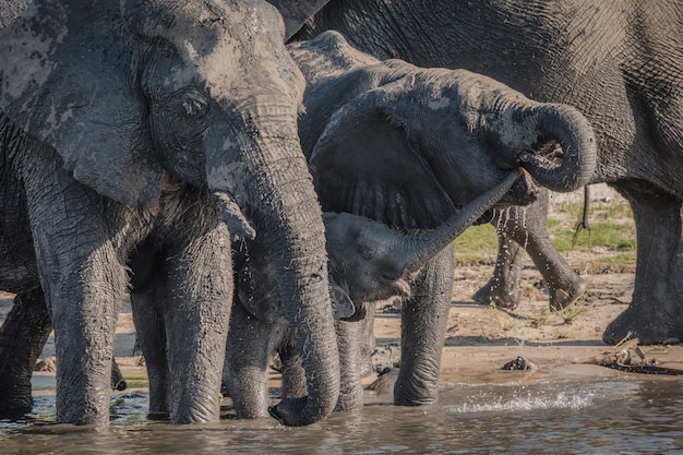 昼間の湖の近くの水を飲む象
