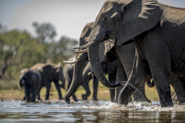 Free photo elephants drinking water