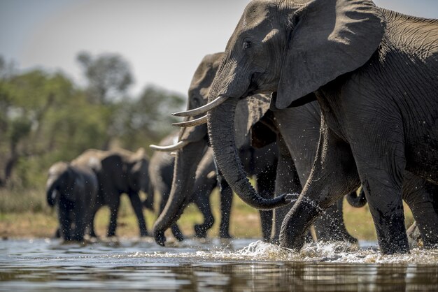 象は水を飲む