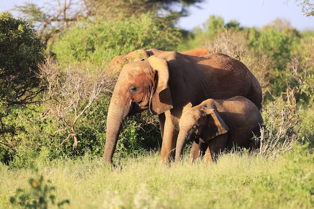 Free photo elephants next to each other in tsavo east national park, kenya