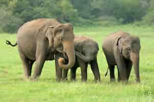 無料写真 スリランカ国立公園の象