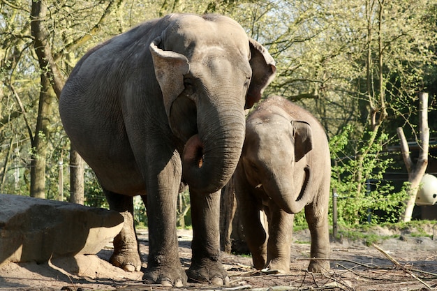 Free Photo elephants in the jungle