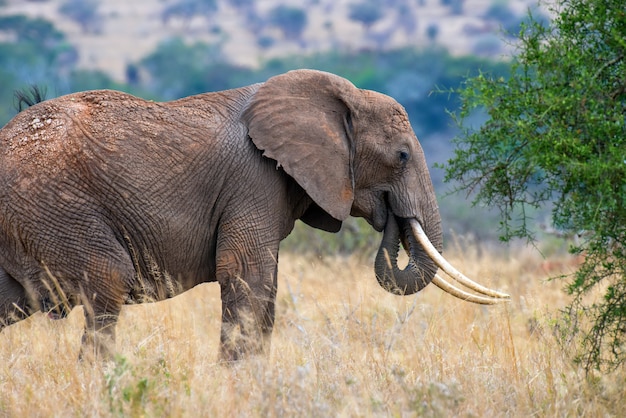 Free photo elephants in national park of kenya, africa