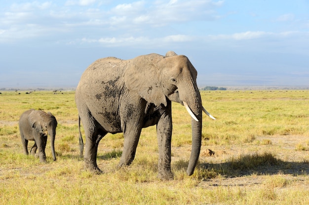 Free photo elephants in the savannah