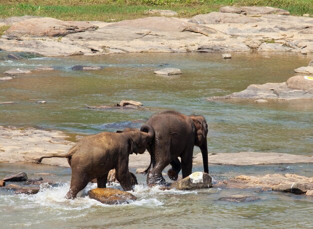 Elephants on Sri Lanka