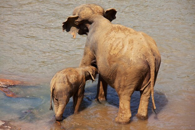 Слоны на Шри-Ланке