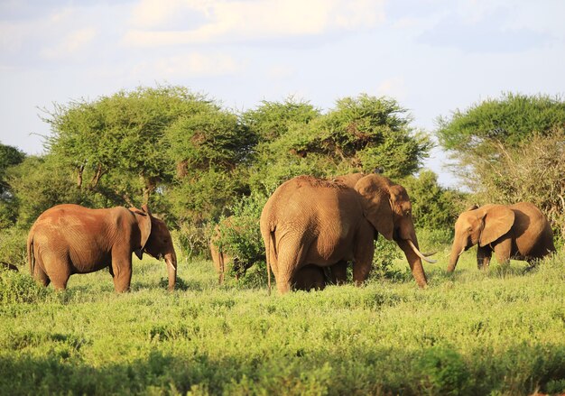 Elephants standing next to each other on a green field in Kenya, Africa