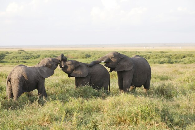 Elephants standing next to each other on a green field in Kenya, Africa