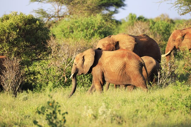 Elephants standing next to each other on a green field in Kenya, Africa