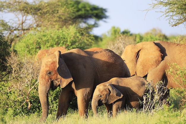 アフリカのケニアの緑の野原に並んで立っている象
