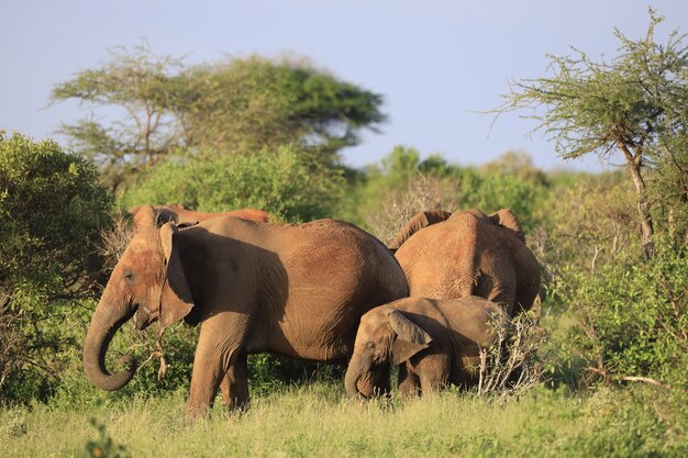 Elephants standing next to each other on a green field in Kenya, Africa