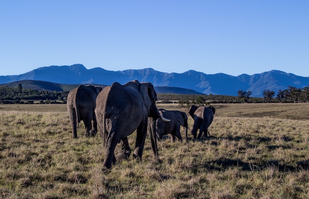 Elephants walking through a field surrounded by hills under the sunlight and a blue sky at daytime