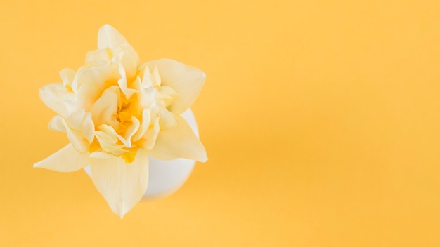 An elevated view of beautiful flower on yellow background