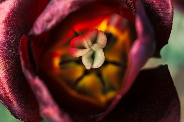 Elevated view of a beautiful tulip flower