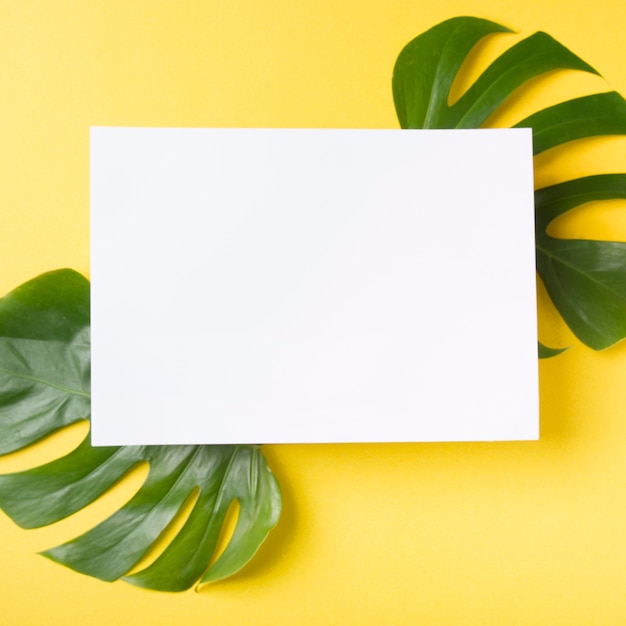 Elevated view of blank paper over the monstera green leaves on yellow background