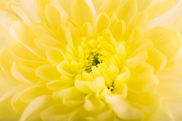 Elevated view of blooming gerbera flower