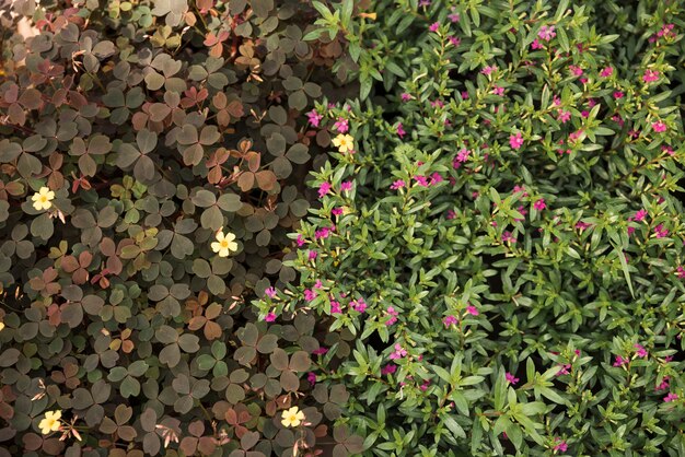 Elevated view of blooming yellow and pink flowers