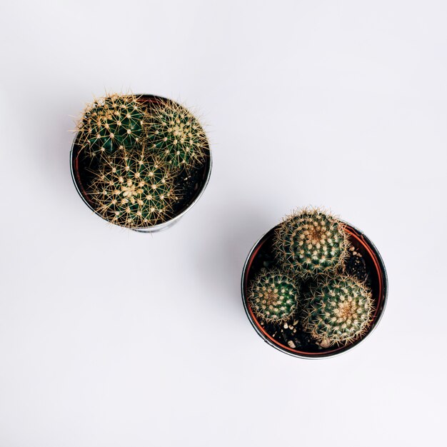 An elevated view of cactus pot plants on white background