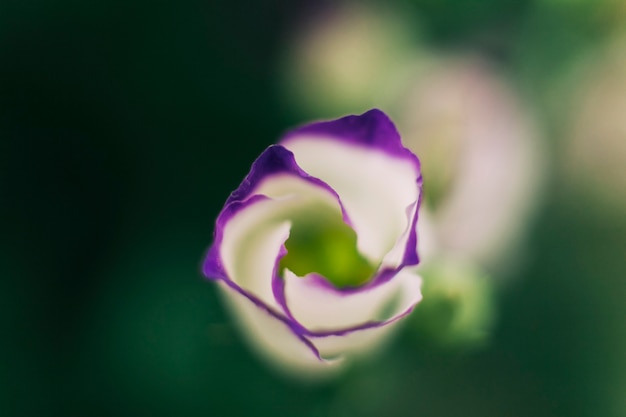 カラフルなチューリップの花の高さのビュー