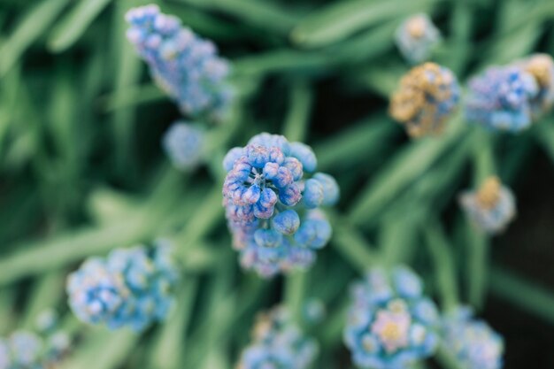 一般的なブドウのヒヤシンスの花の芽の高い眺め