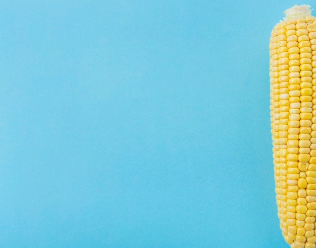 Elevated view of corn cob on blue surface